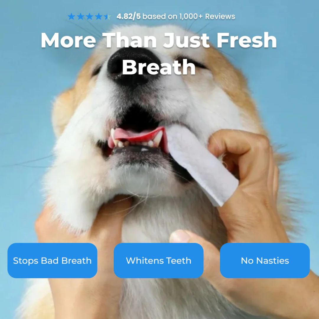 FreshWipes Kit – Protects Against Dental Diseases