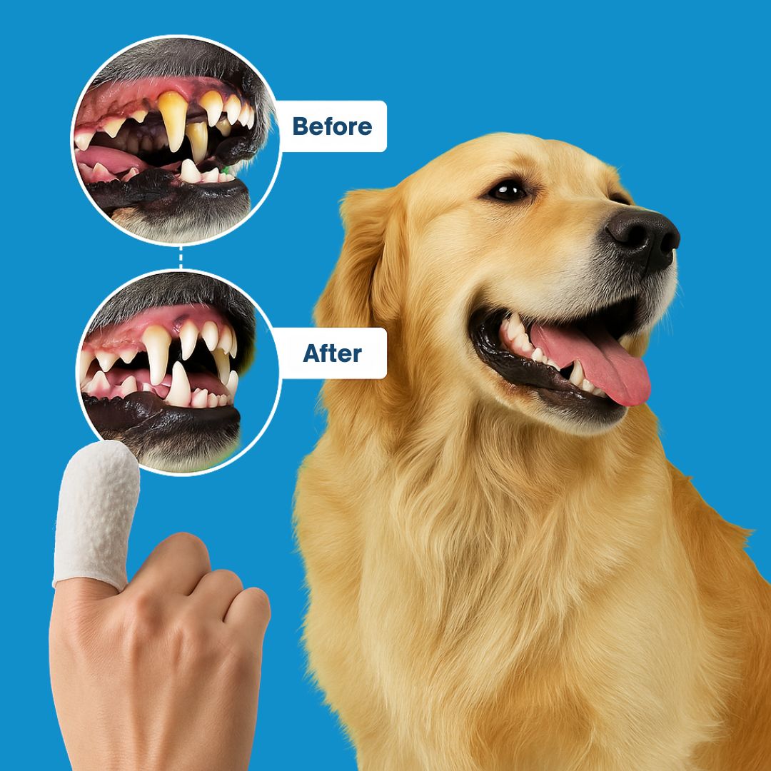 FreshWipes Kit – Protects Against Dental Diseases